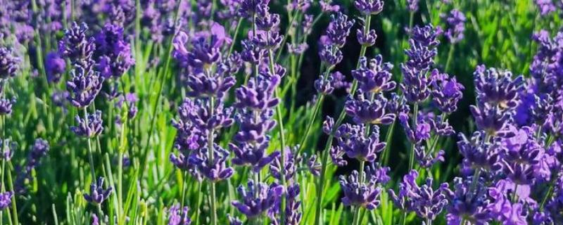 薰衣草是不是花，属于唇形科、薰衣草属花卉