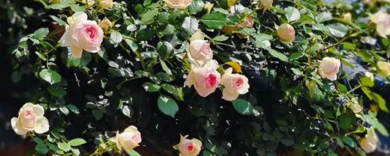 龙沙宝石的养殖方法，生长盛期每隔半个月追肥一次