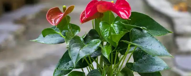 红掌冬季水培方法，每周换一次水