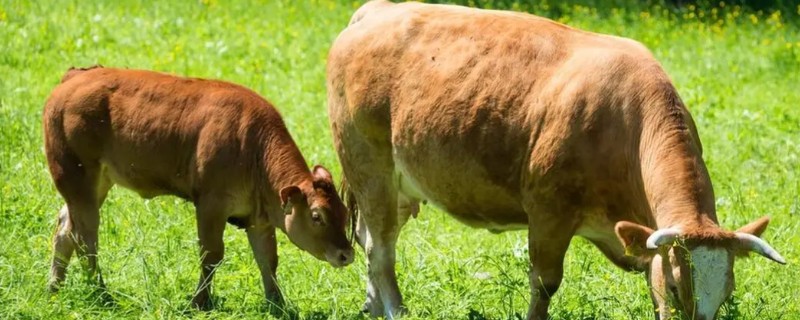 牛需不需要修蹄子，牛是需要修蹄子的