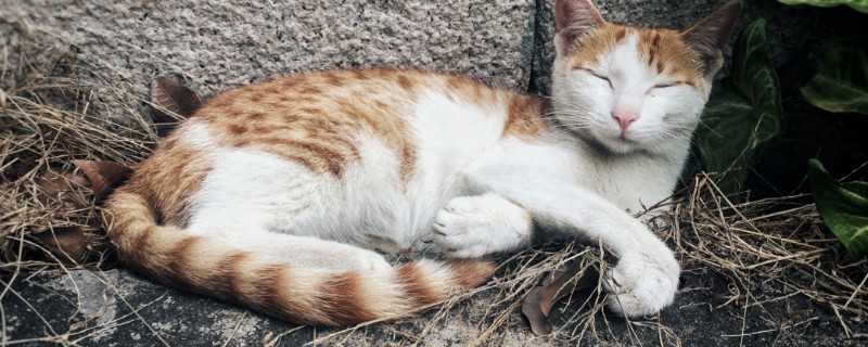 猫鼻支会不会引起拉稀，从初期到后期都没有拉稀表现