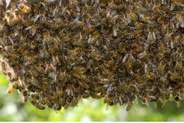 抓了一只蜜蜂可以养吗，通常没有办法饲养