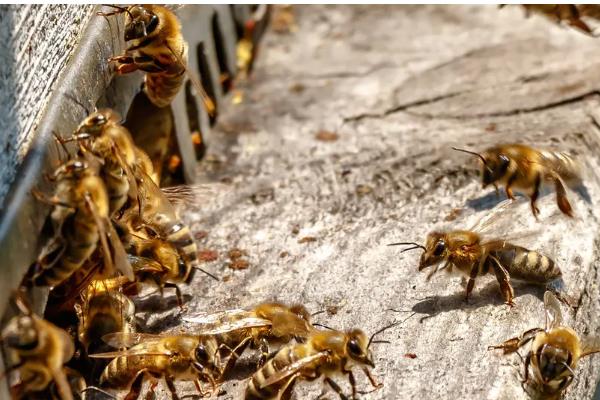 抓了一只蜜蜂可以养吗，通常没有办法饲养