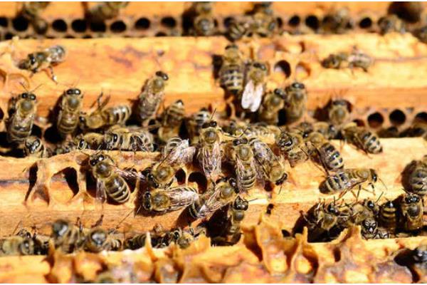 抓了一只蜜蜂可以养吗，通常没有办法饲养