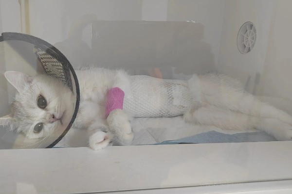 猫咪不绝育的后果,发情时会频繁发出叫声