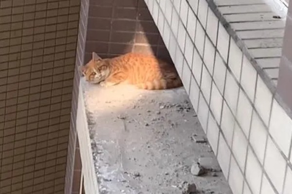 猫咪不绝育的后果,发情时会频繁发出叫声