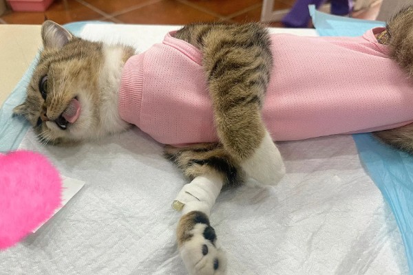 猫咪不绝育的后果,发情时会频繁发出叫声