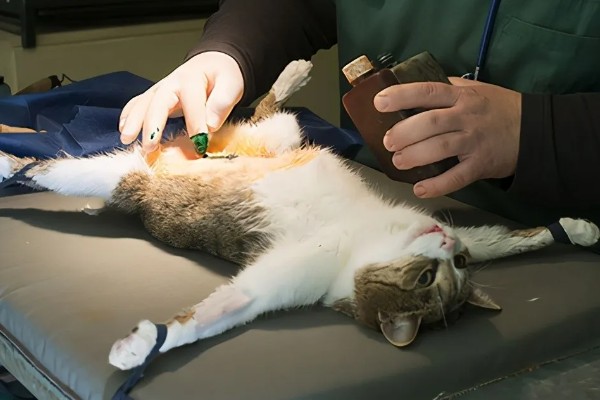 猫咪不绝育的后果,发情时会频繁发出叫声