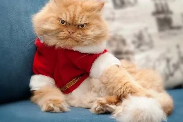 猫咪不绝育的后果,发情时会频繁发出叫声