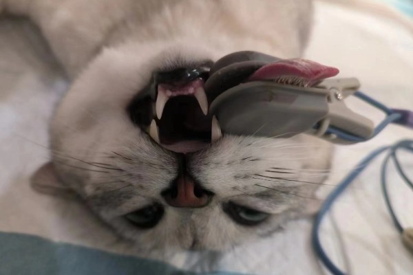 猫咪不绝育的后果,发情时会频繁发出叫声