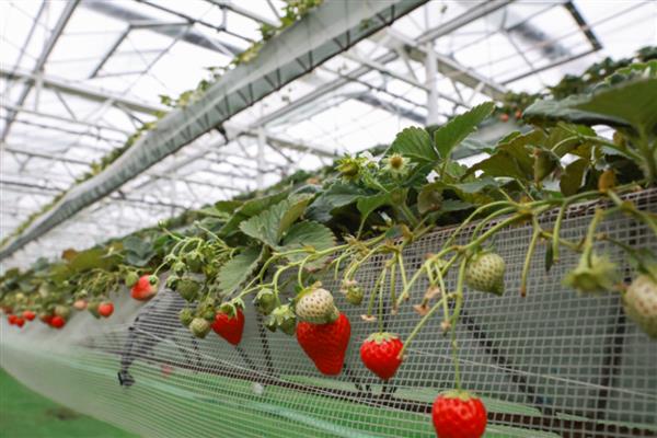 如何自制立体种植架，材料包含PVC管、胶水等