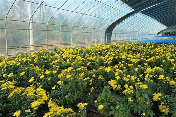 菊花冬天是否会开放,保持适温可促使它开花