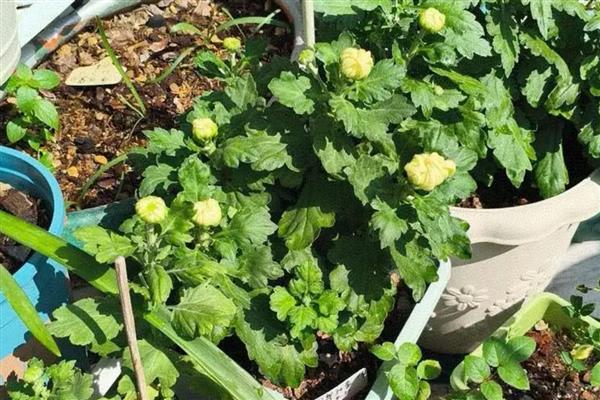 菊花冬天是否会开放,保持适温可促使它开花