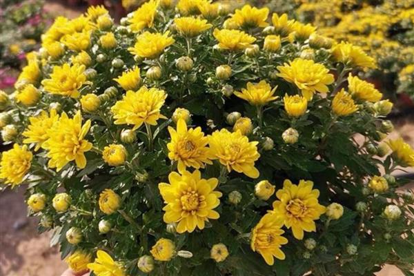 菊花冬天是否会开放,保持适温可促使它开花