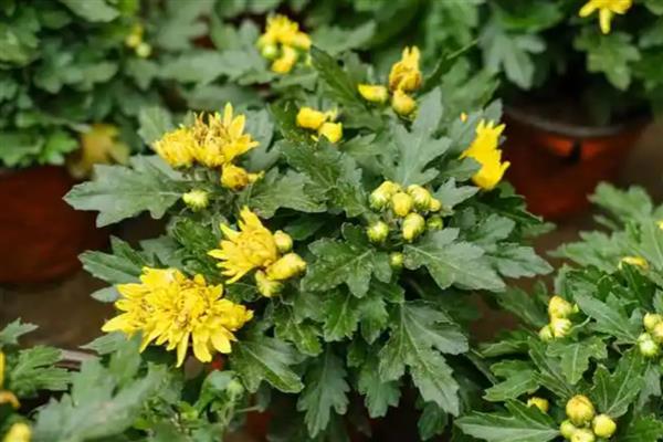 菊花冬天是否会开放,保持适温可促使它开花