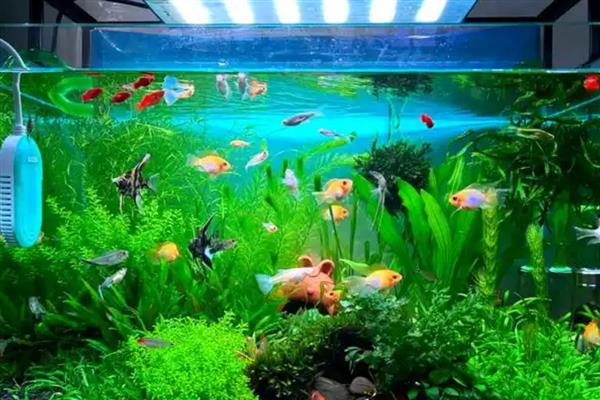 养鱼什么水质最好，用自来水最好