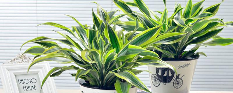 巴西木怎么养殖，每隔2-3天浇一次水