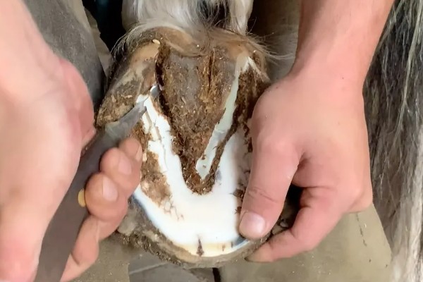 牛需不需要修蹄子，牛是需要修蹄子的