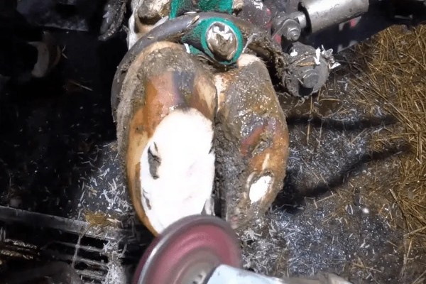 牛需不需要修蹄子，牛是需要修蹄子的