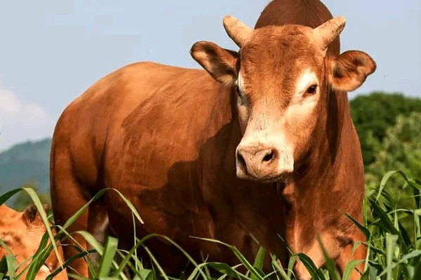 牛需不需要修蹄子，牛是需要修蹄子的