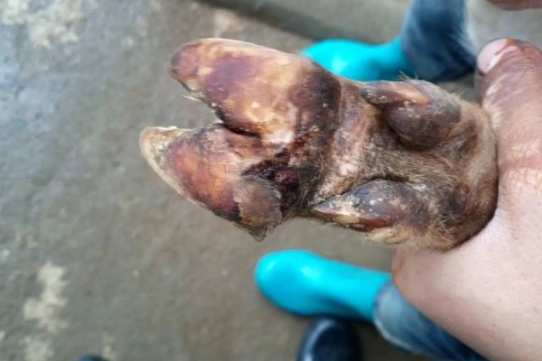 牛需不需要修蹄子，牛是需要修蹄子的