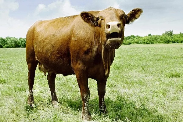 牛需不需要修蹄子，牛是需要修蹄子的