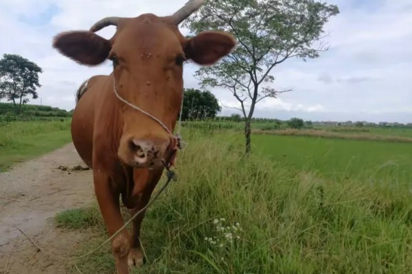 牛需不需要修蹄子，牛是需要修蹄子的