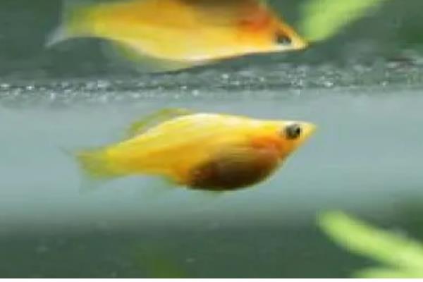玛丽鱼生小鱼会吃吗，可能会吃它所生下的小鱼