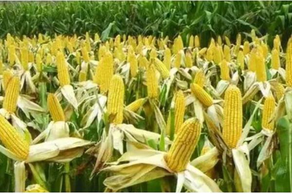 农华803玉米种的简介，从出苗到成熟大概需要126天