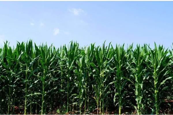 农华803玉米种的简介，从出苗到成熟大概需要126天