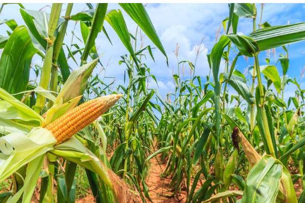 农华803玉米种的简介，从出苗到成熟大概需要126天