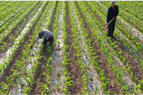 农华803玉米种的简介，从出苗到成熟大概需要126天