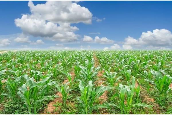 农华803玉米种的简介，从出苗到成熟大概需要126天