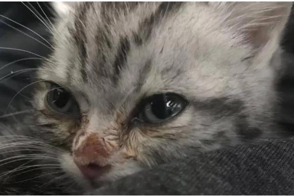 猫鼻支会不会引起拉稀，从初期到后期都没有拉稀表现