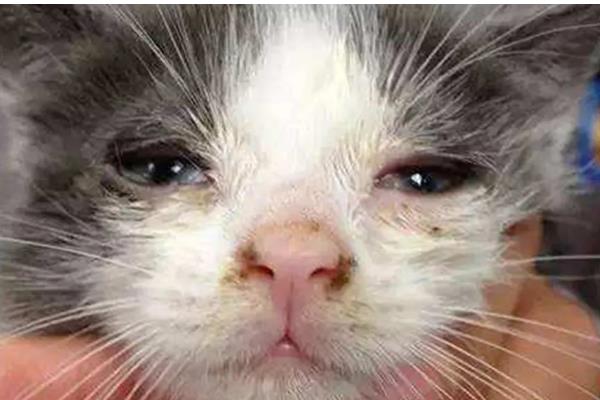 猫鼻支会不会引起拉稀，从初期到后期都没有拉稀表现