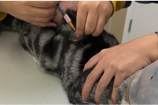 猫鼻支会不会引起拉稀，从初期到后期都没有拉稀表现