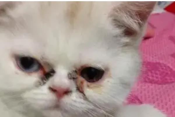 猫鼻支会不会引起拉稀，从初期到后期都没有拉稀表现