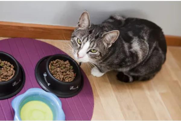 猫鼻支会不会引起拉稀，从初期到后期都没有拉稀表现