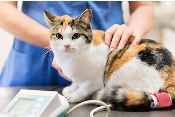 猫鼻支会不会引起拉稀，从初期到后期都没有拉稀表现