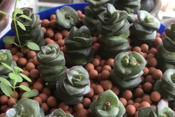 钱串爆盆方式，可以通过砍头进行