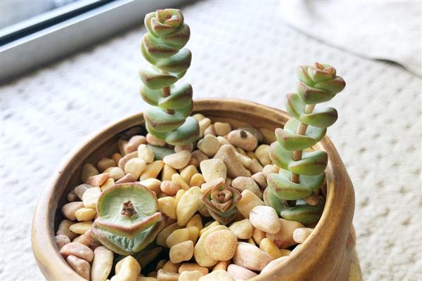 钱串爆盆方式，可以通过砍头进行
