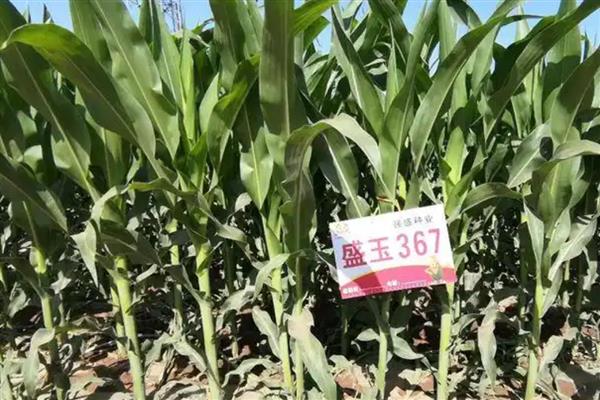 盛玉367的种植要点，每亩种植4000-4500株左右