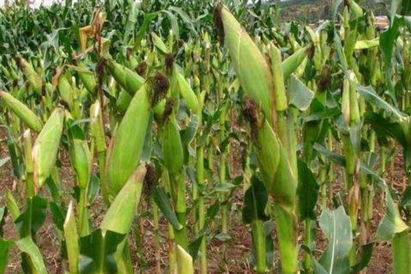 盛玉367的种植要点，每亩种植4000-4500株左右