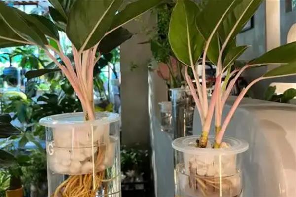 万年青能不能水培，可采取水插法、分株法这两种方式