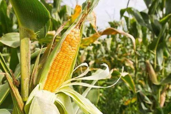 石玉124玉米品种简介，适宜密度为4500株/亩左右
