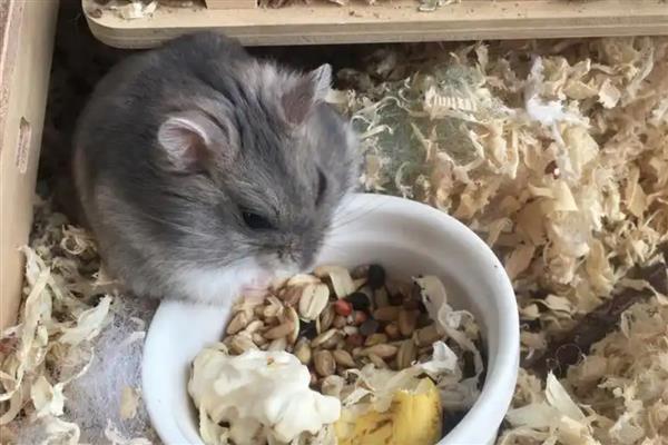 仓鼠食物中毒的症状，会出现流涎、嘴巴和皮肤发绀等