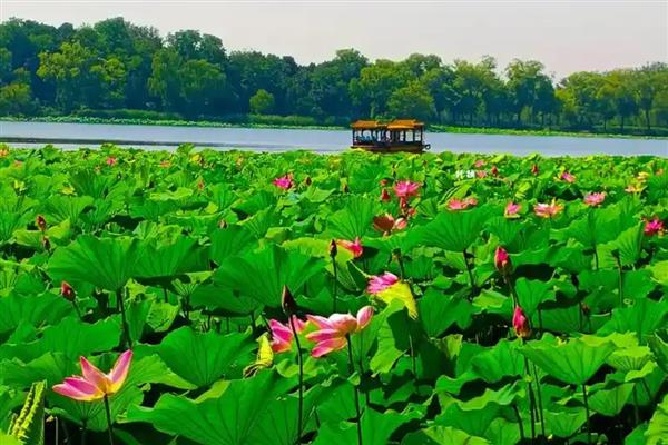 颐和园的荷花什么时候开放，开花时间多为6-8月份