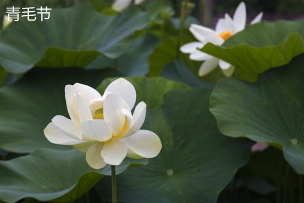 颐和园的荷花什么时候开放，开花时间多为6-8月份