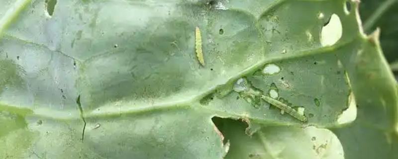 为什么小菜蛾的防治不要频繁施农药，老龄幼虫抗药性非常强
