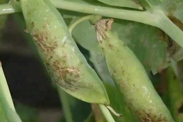 怎么防治豌豆的病虫害，与非豆科蔬菜轮作可防治褐斑病